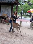 Lola with deer at Nara